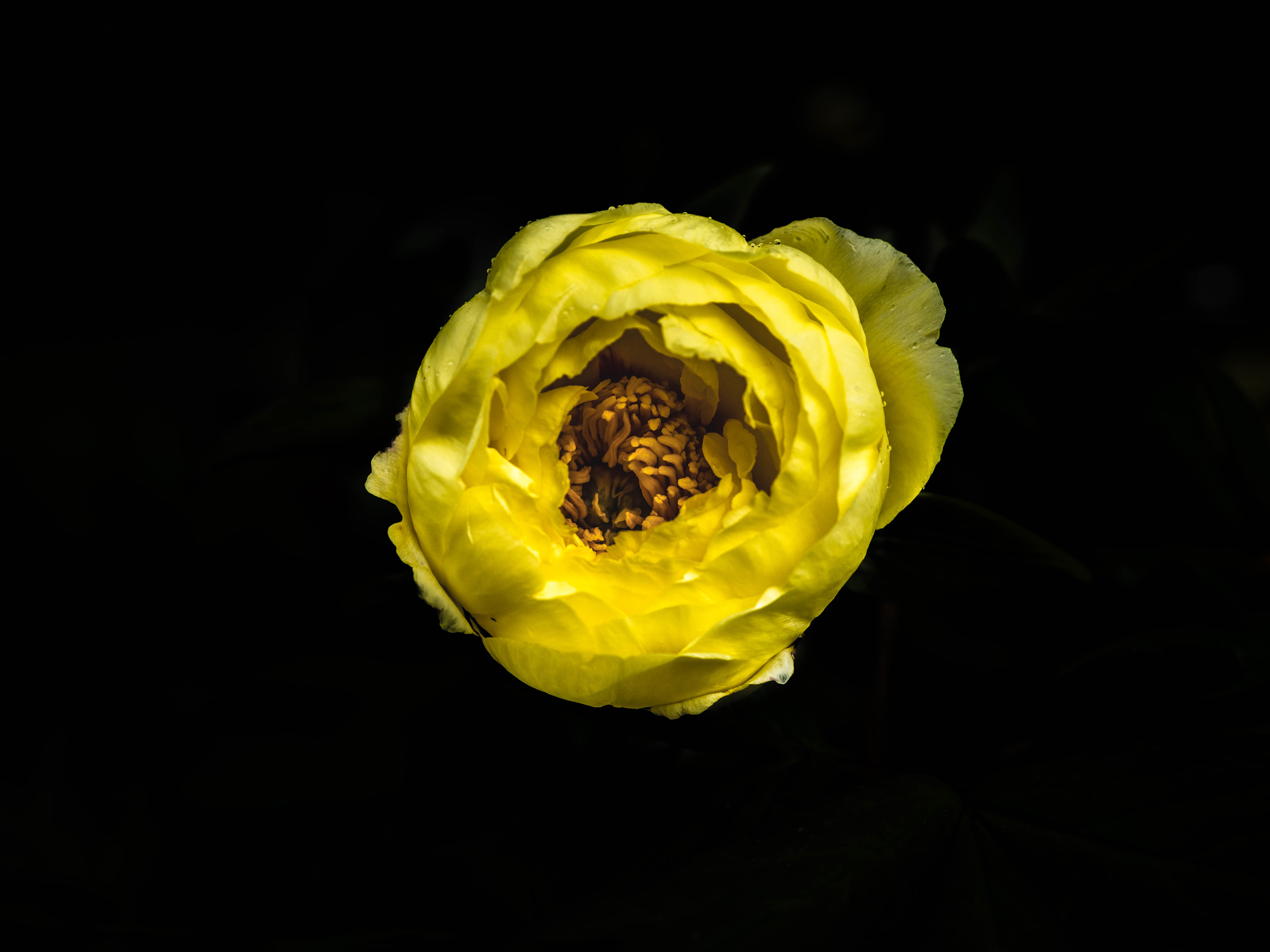 Yellow Flower