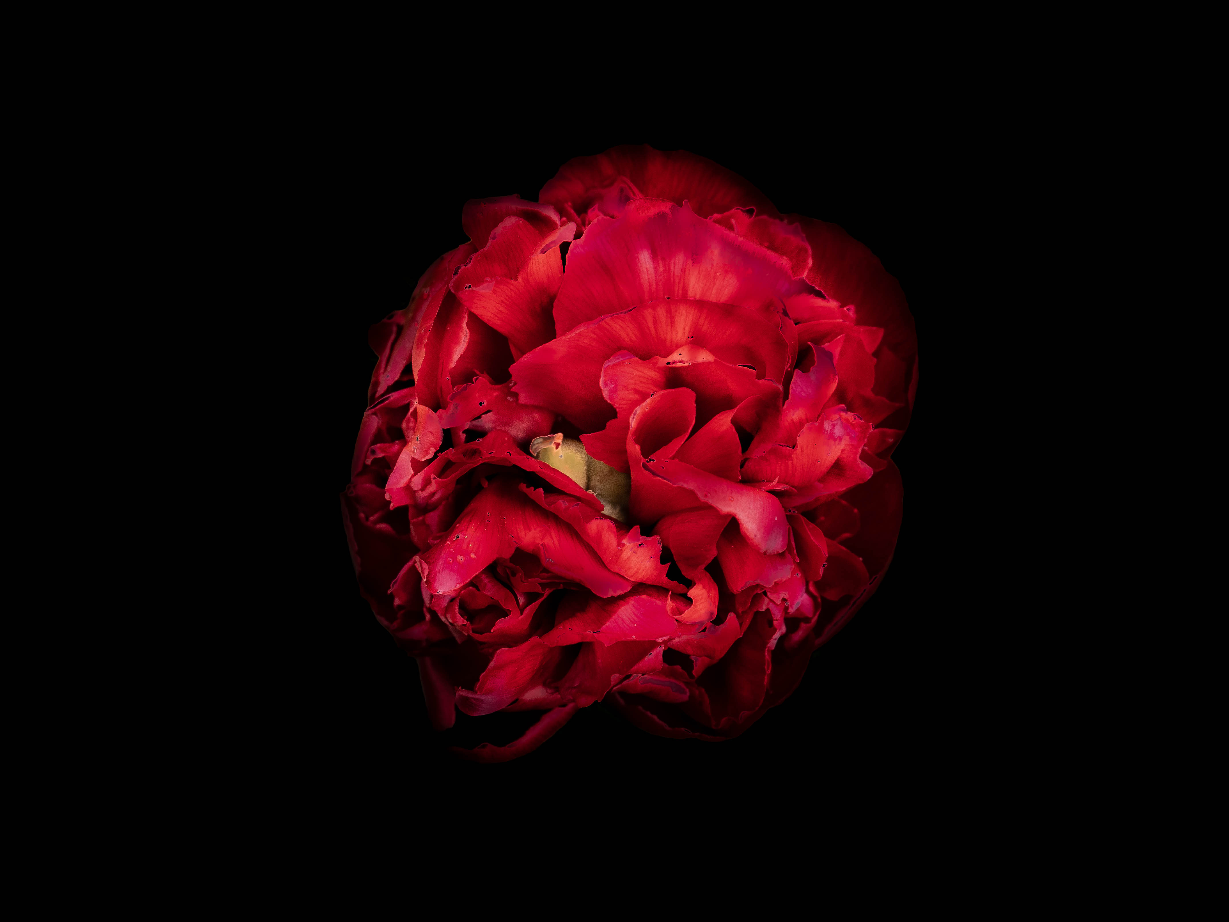 Red Flower
