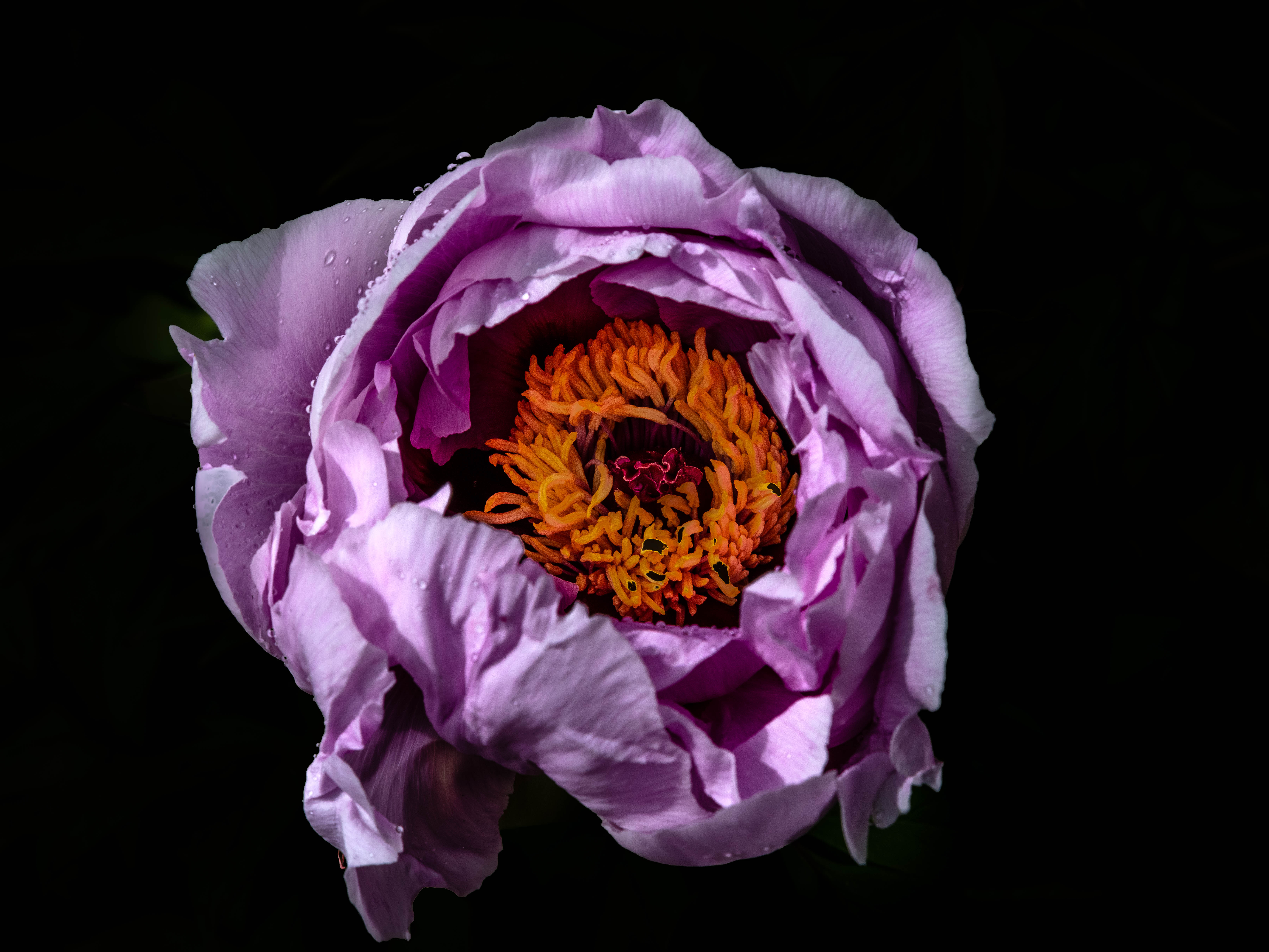Purple Flower
