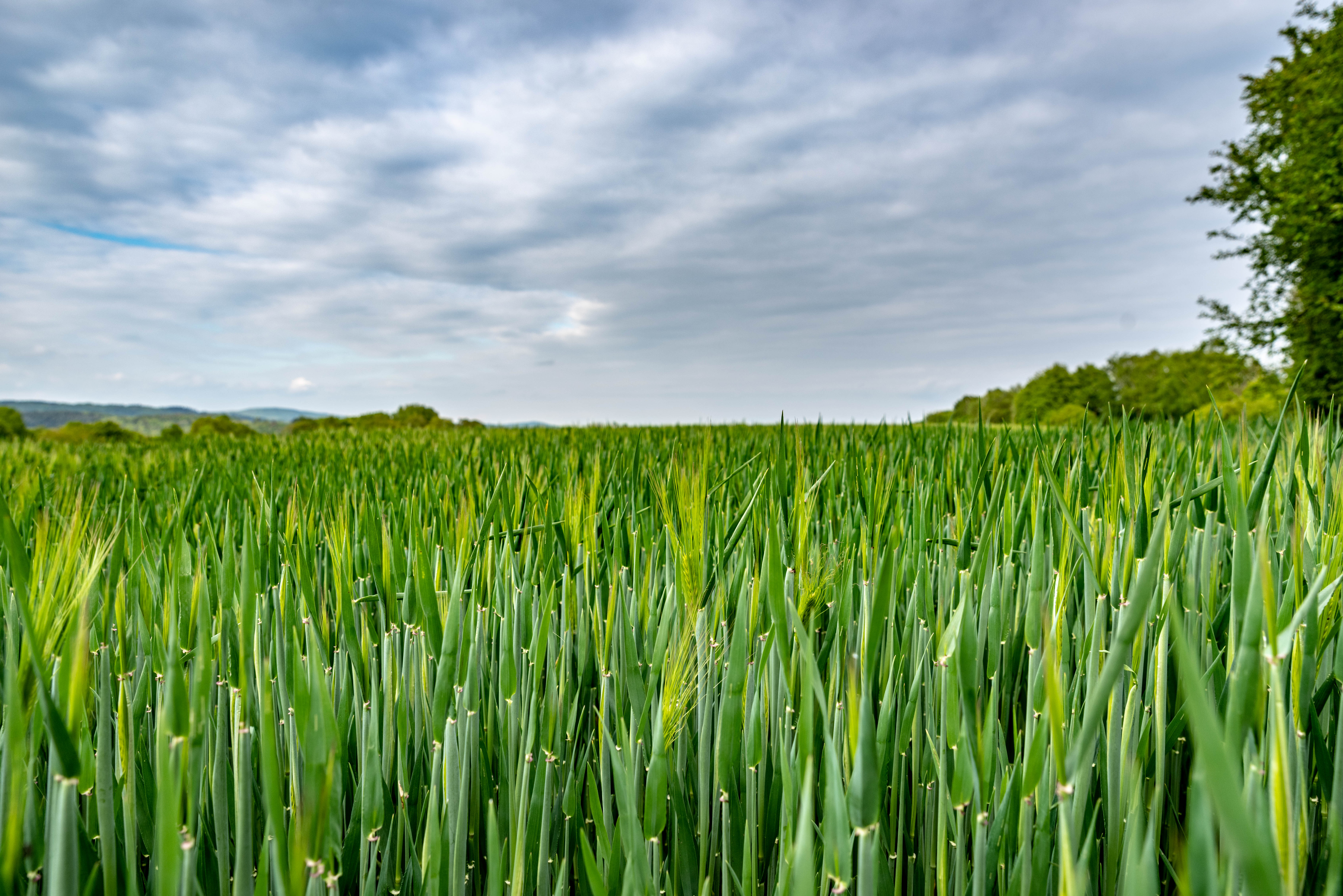 Corn field