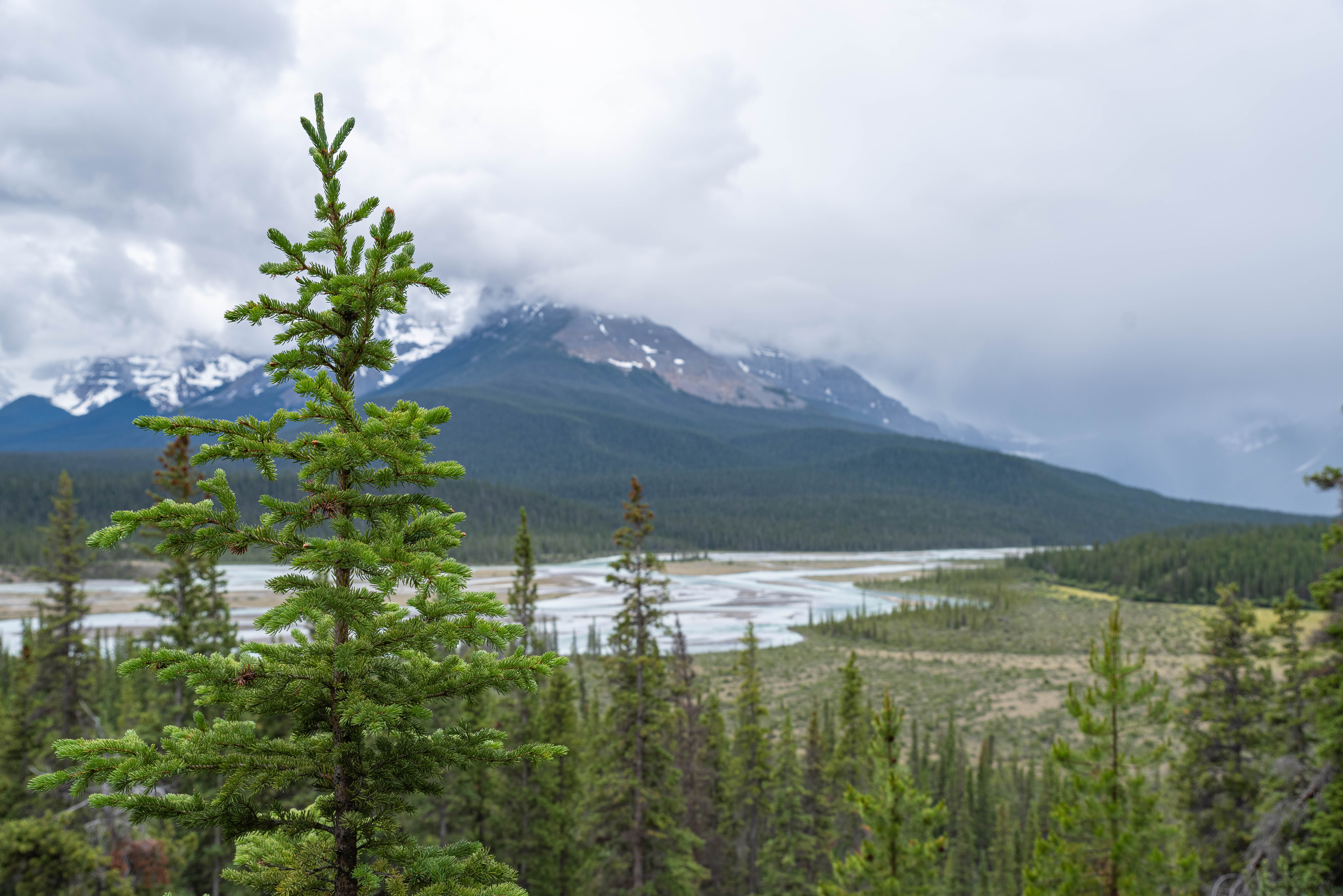 Trees in Jasper National Park