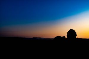 Tree in the rising sun
