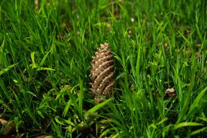 Pinecone